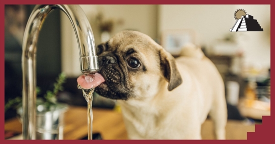 A dog sticking its tongue out under a running water faucet
